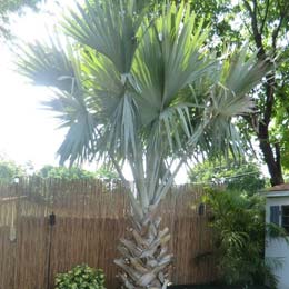 Palm Trimming